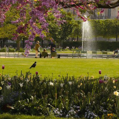 Experience the stunning spring bloom in a Paris park, featuring vibrant flowers and lush greenery.